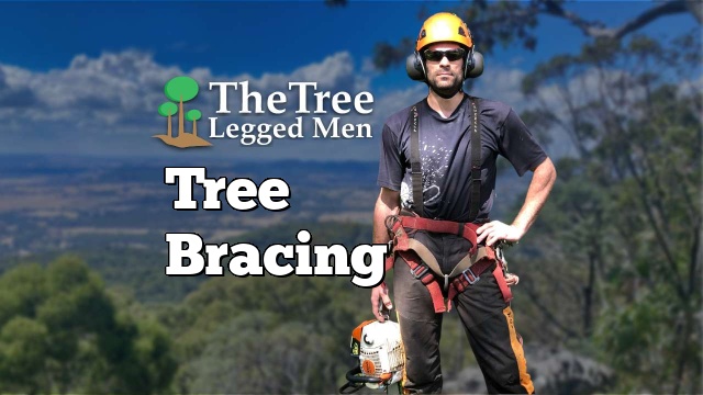 Tree Bracing - Tree Legged Men 0407 531 436